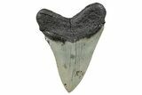 Serrated, Fossil Megalodon Tooth - North Carolina #272843-1